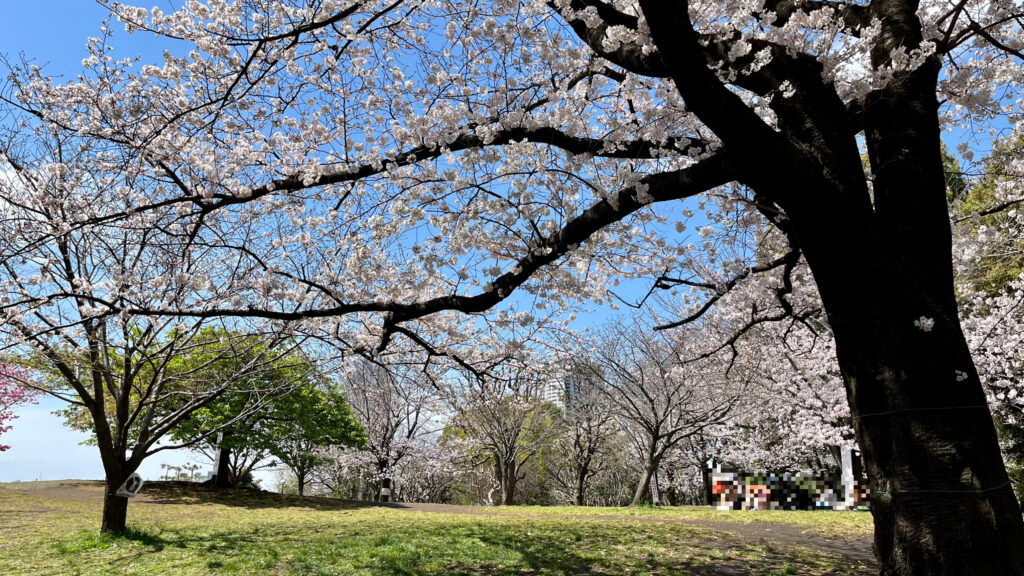 中目黒・西郷山公園　芝生広場の桜