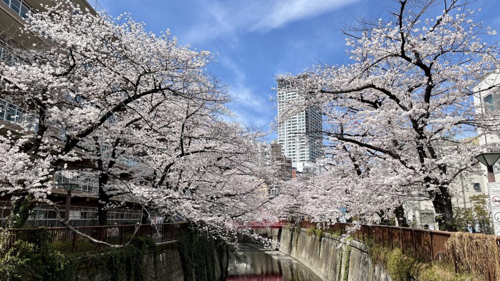 目黒川「南部橋」の桜