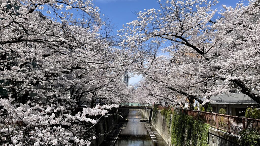 目黒川「千歳橋」の桜