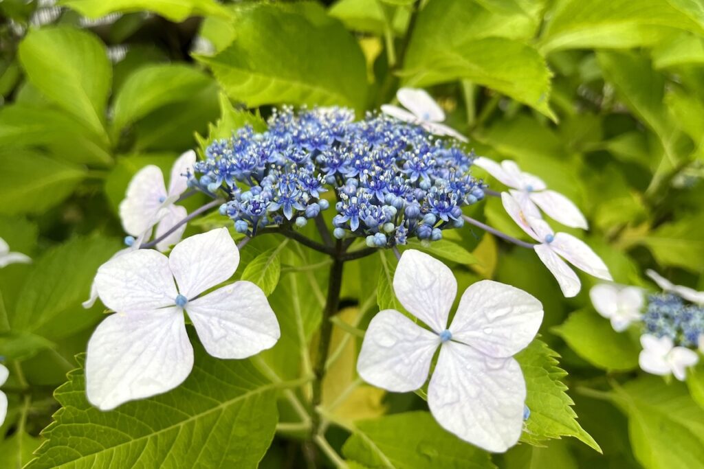 7 目黒天空庭園 がくあじさい