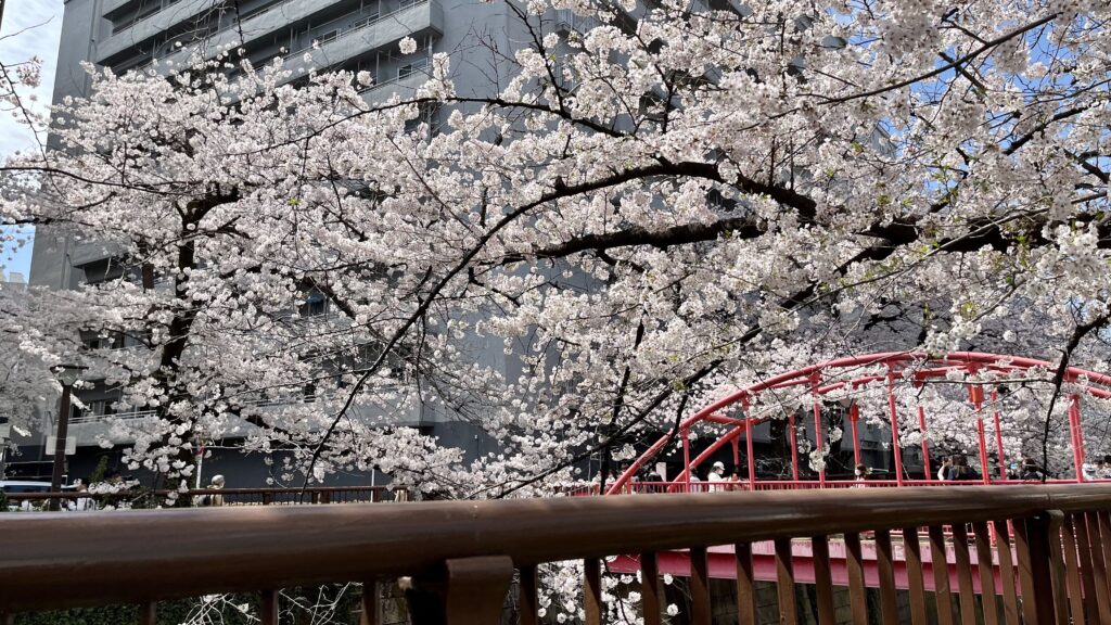 目黒川「中の橋」の桜