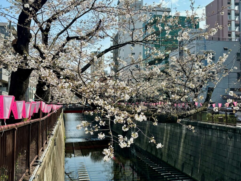 目黒川の桜
