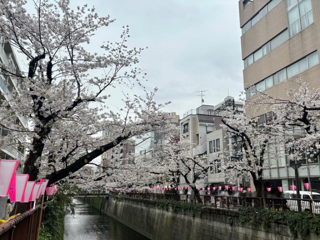 目黒川の桜