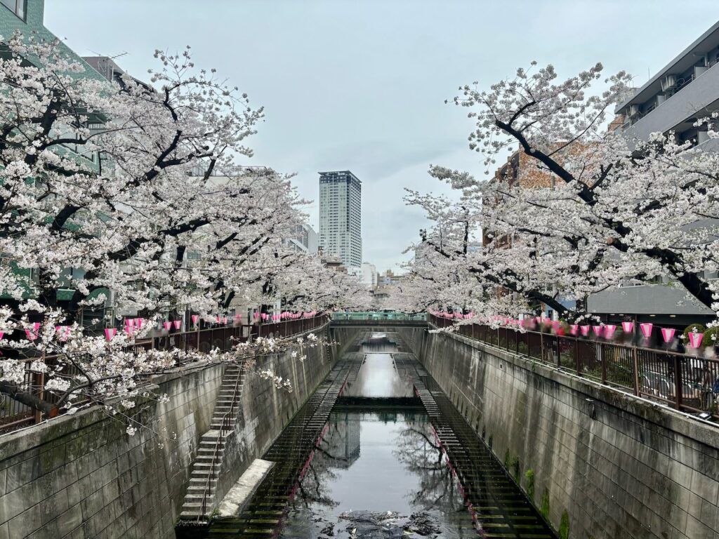 目黒川の桜