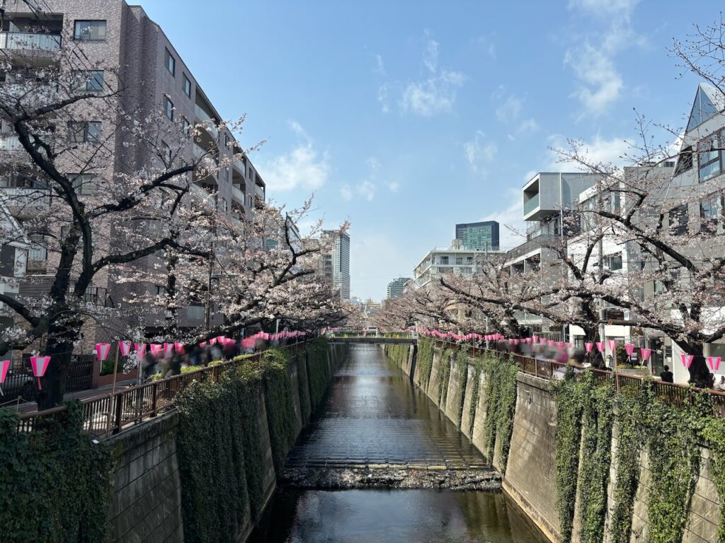 目黒川の桜