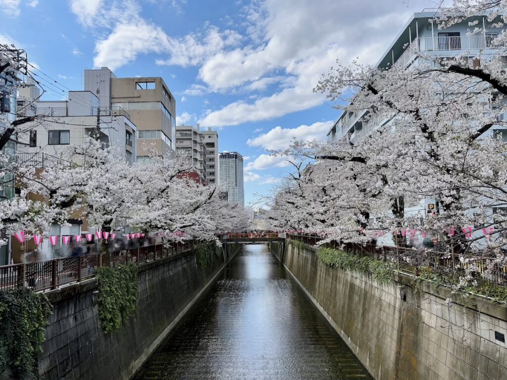 目黒川の桜