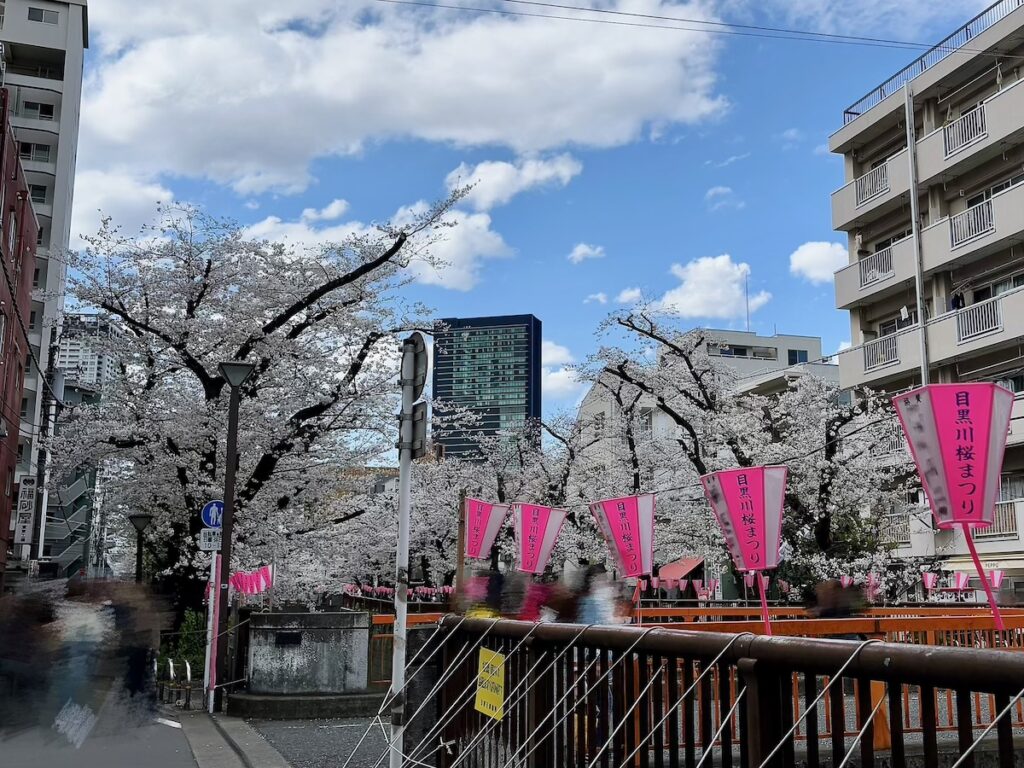 目黒川の桜