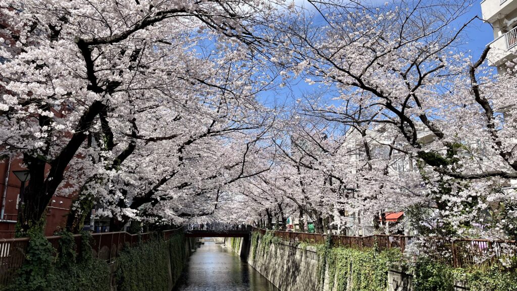 目黒川「天神橋」の桜