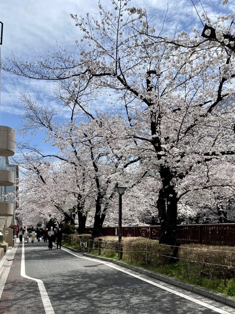 目黒川の桜並木