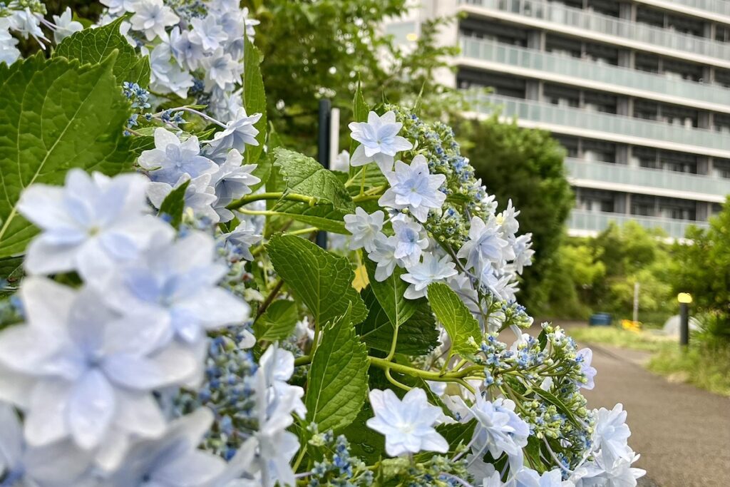 8 目黒天空庭園 あじさい隅田の花火